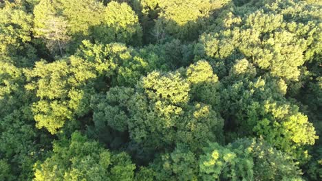 Flug-über-Einen-Wald-In-Frankreich-Bei-Sonnenuntergang.-Drohnenaufnahme-Aus-Geringer-Höhe.